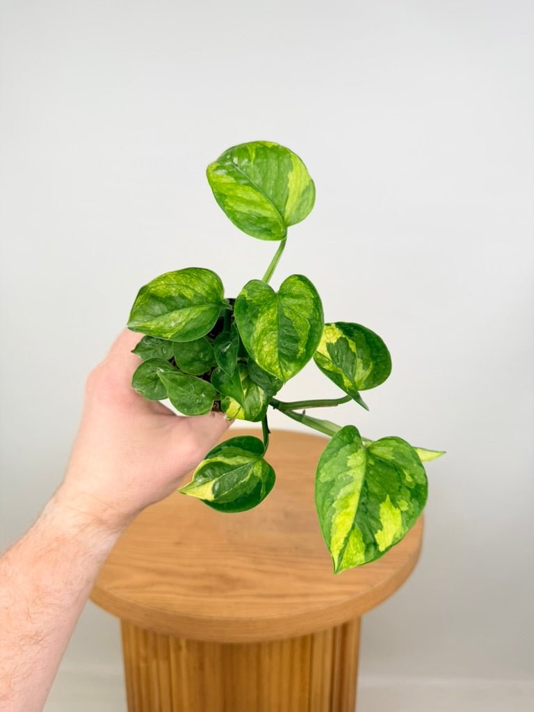 Epipremnum Aureum - Green Queen | Uprooted