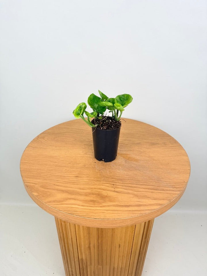 Epipremnum Aureum - Green Queen | Uprooted