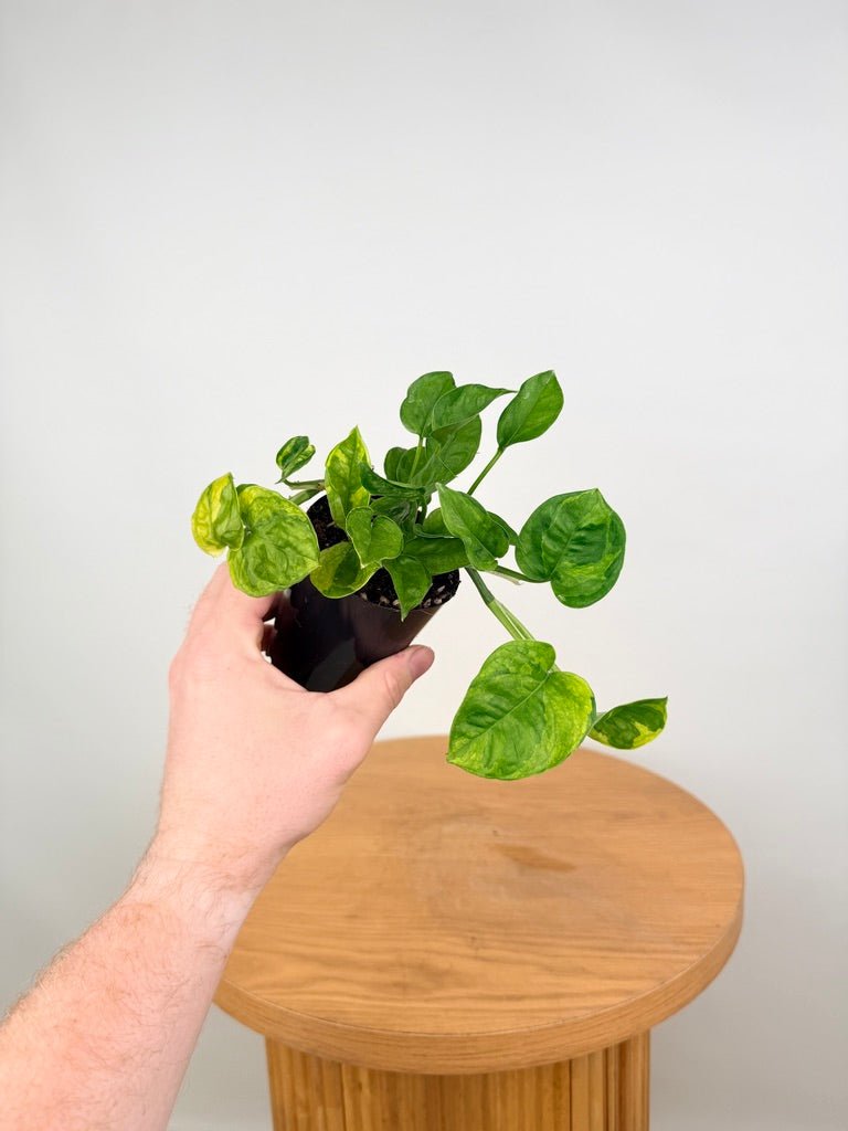 Epipremnum Aureum - Green Queen | Uprooted