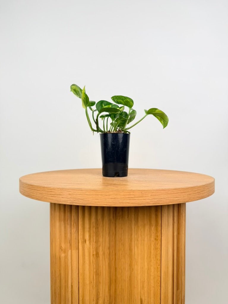 Epipremnum Aureum - Green Queen | Uprooted