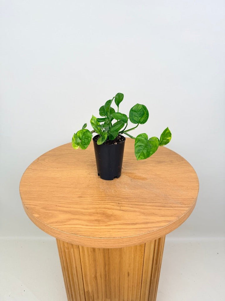 Epipremnum Aureum - Green Queen | Uprooted