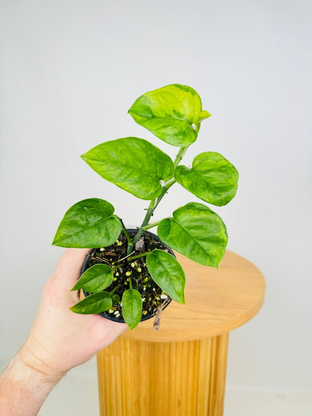 emerald pothos for sale Epipremnum Aureum - Green Queen | Uprooted