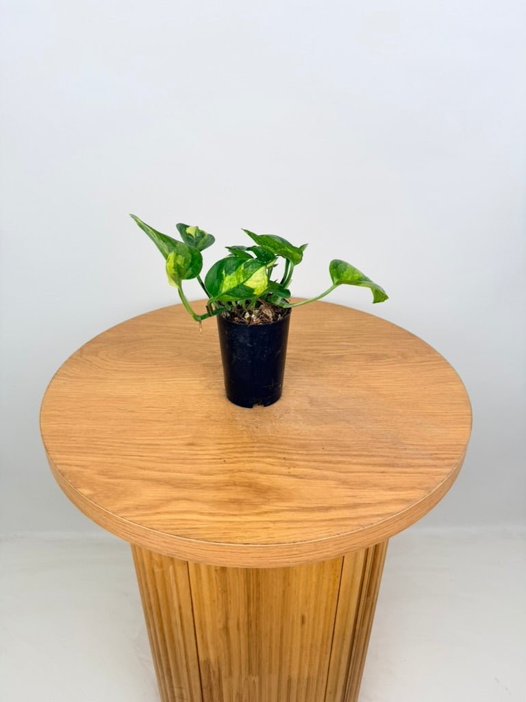 Epipremnum Aureum - Green Queen | Uprooted