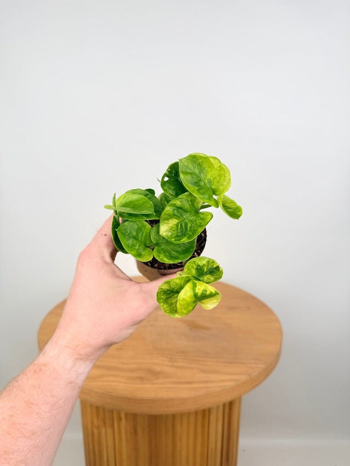 Epipremnum Aureum - Green Queen | Uprooted
