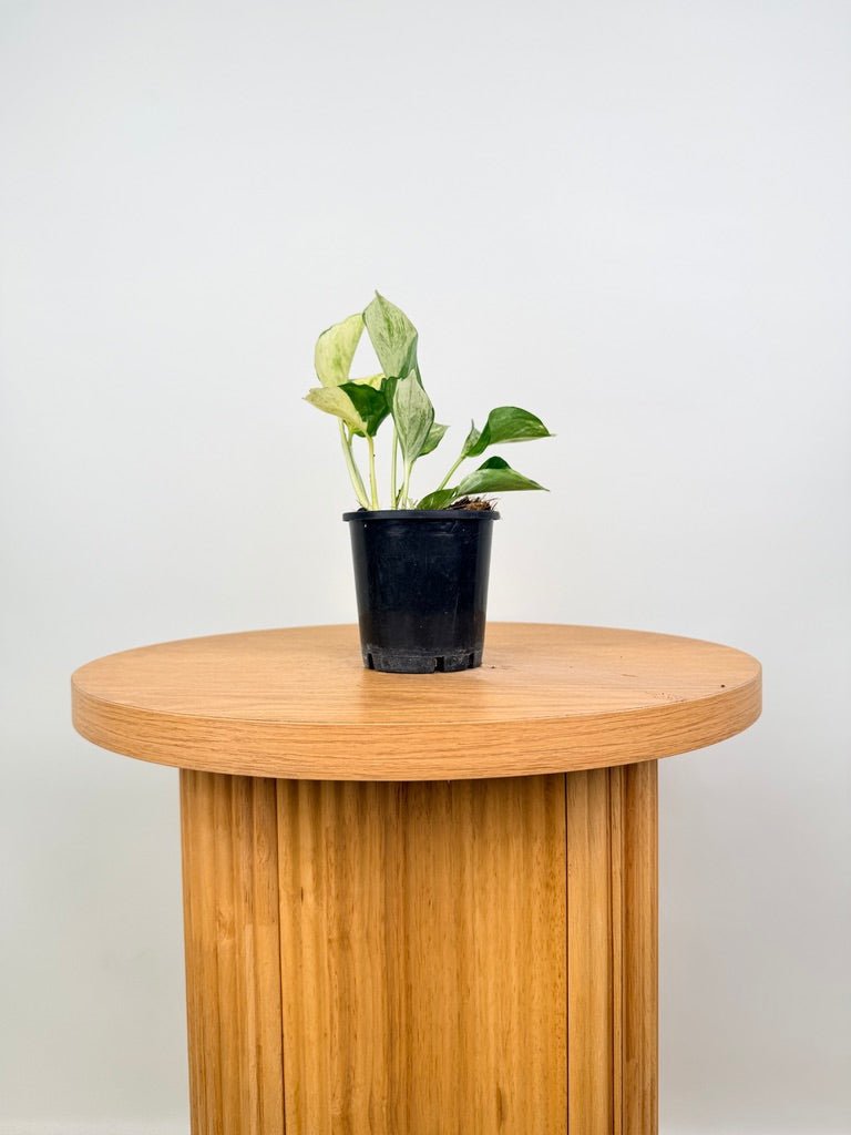 Epipremnum Aureum - Manjula Speckled | Uprooted