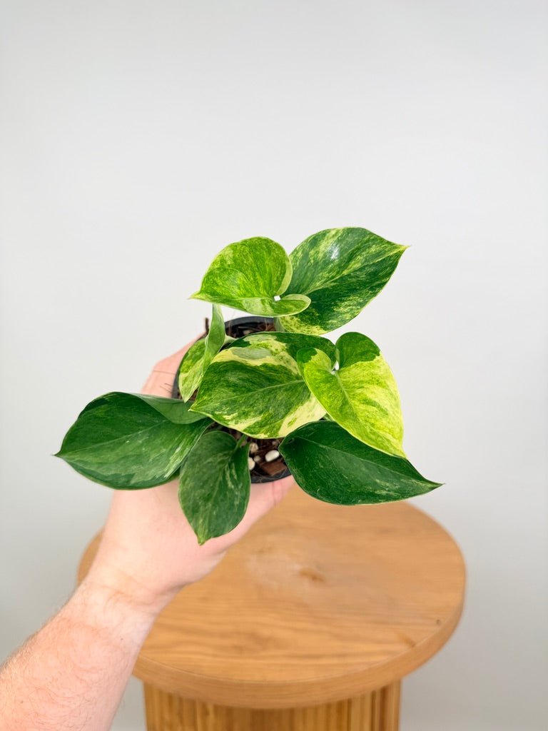 Epipremnum Aureum - Manjula Speckled | Uprooted