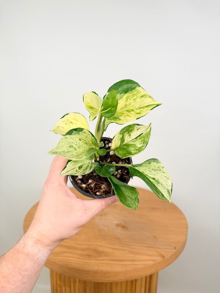 Epipremnum Aureum - Manjula Speckled | Uprooted