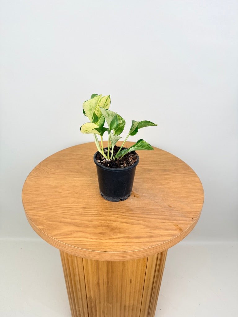 Epipremnum Aureum - Manjula Speckled | Uprooted
