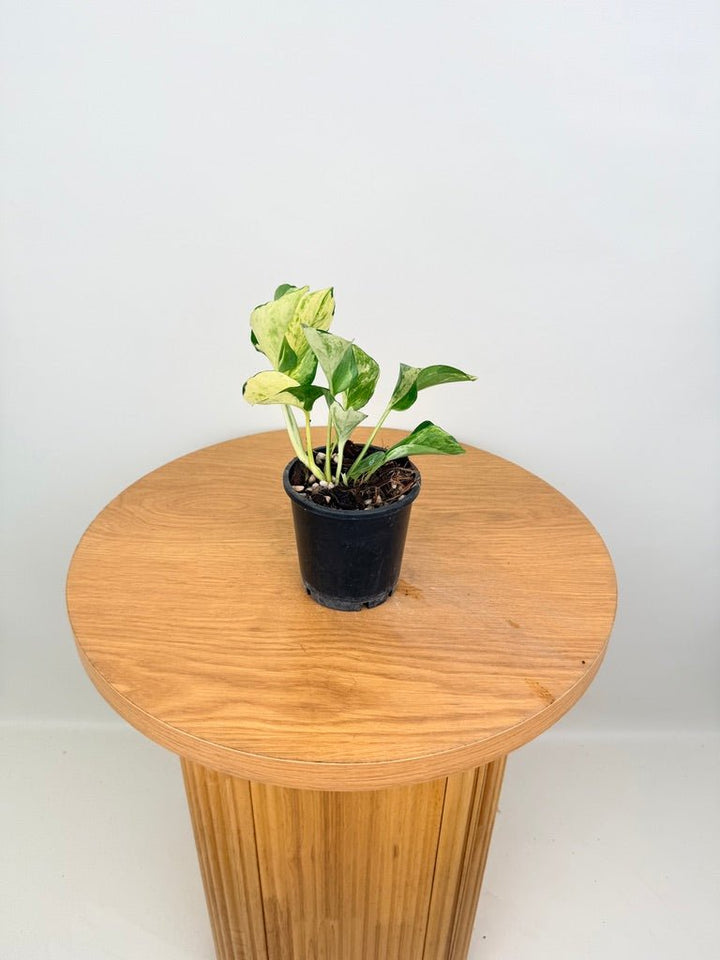 Epipremnum Aureum - Manjula Speckled | Uprooted