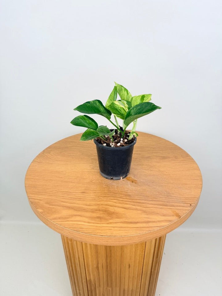 Epipremnum Aureum - Manjula Speckled | Uprooted