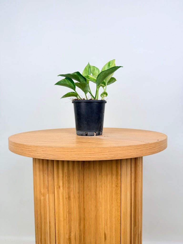 Epipremnum Aureum - Manjula Speckled | Uprooted