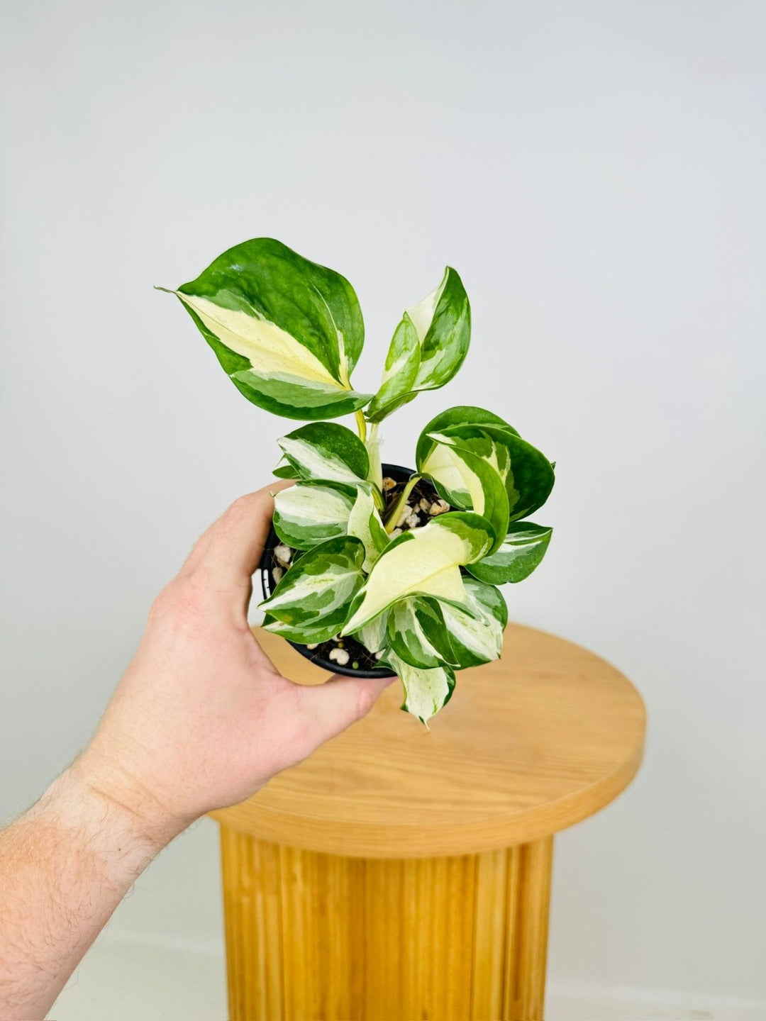 manjula pothos online Epipremnum Aureum - Manjula | Uprooted
