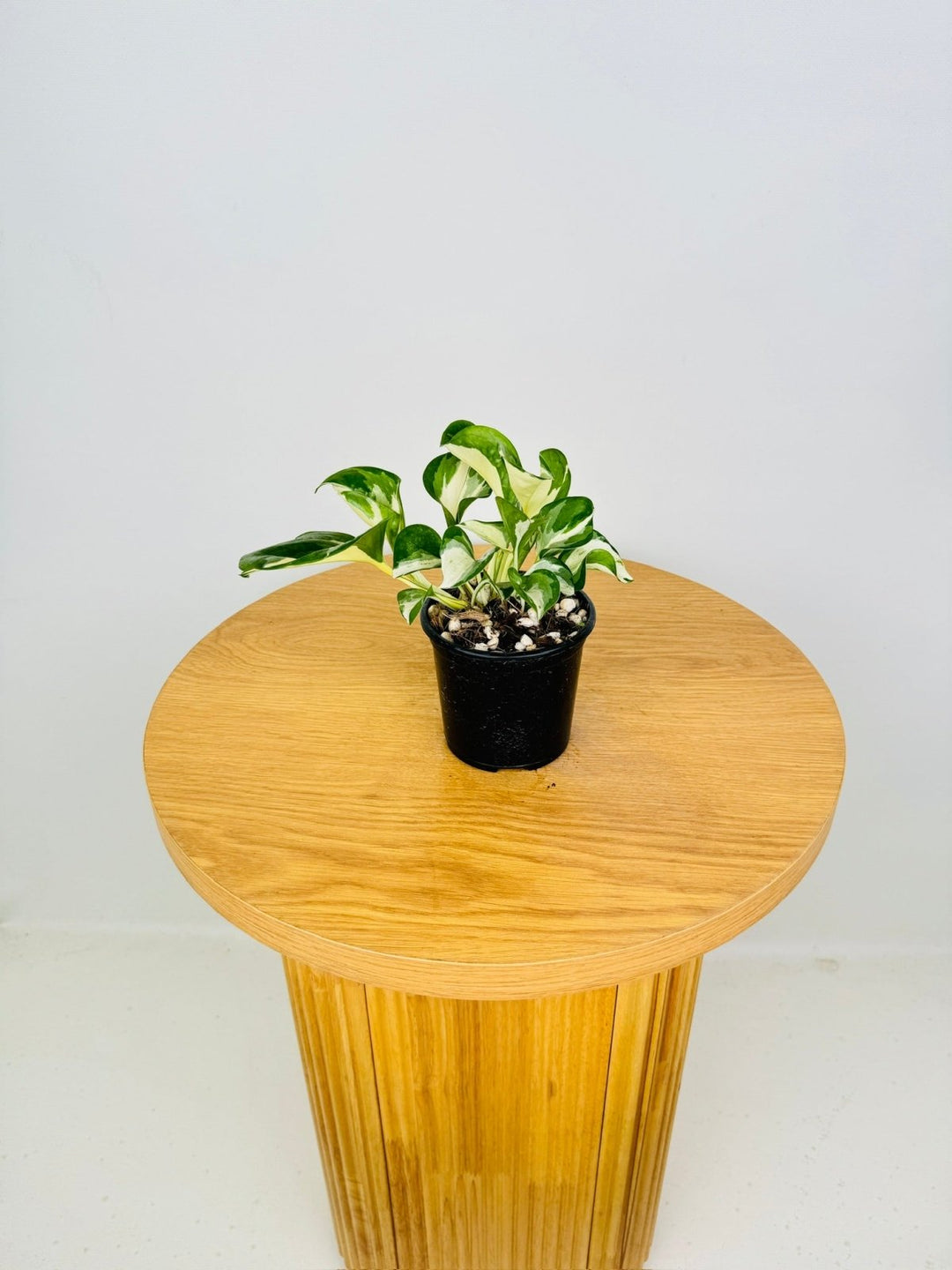 manjula pothos australia Epipremnum Aureum - Manjula | Uprooted
