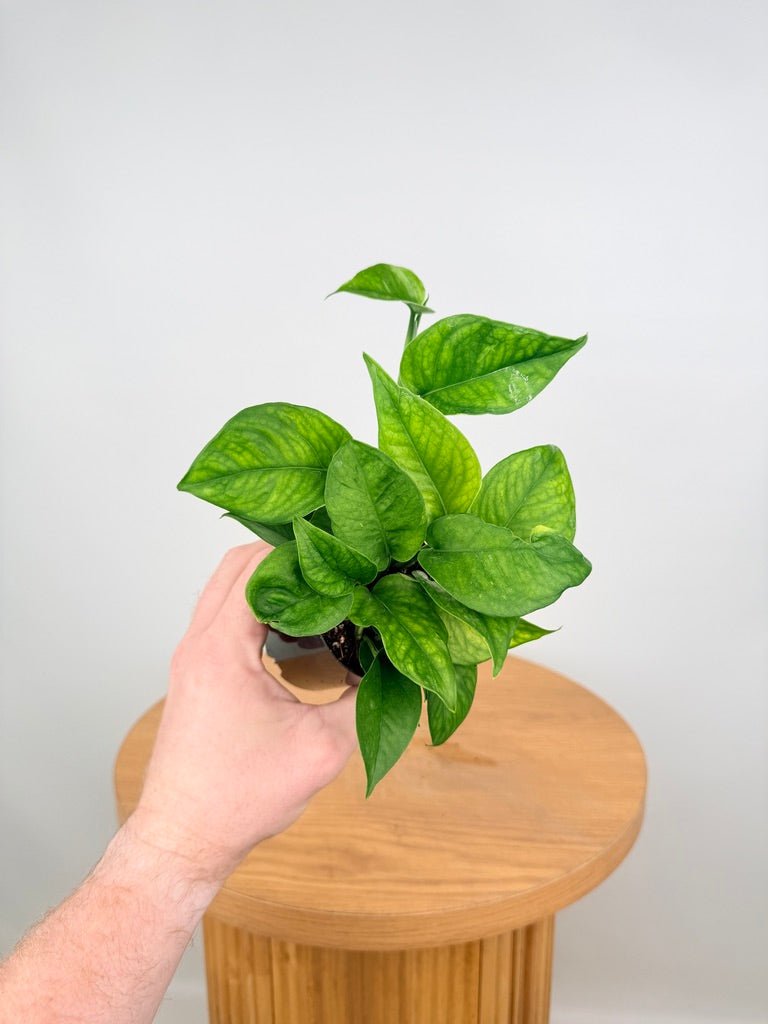 Epipremnum Aureum - Pearls & Jade - Green Sport | Uprooted