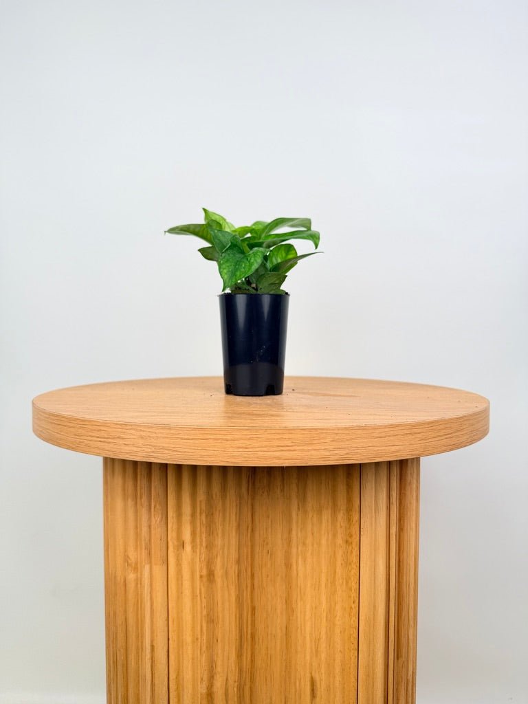 Epipremnum Aureum - Pearls & Jade - Green Sport | Uprooted
