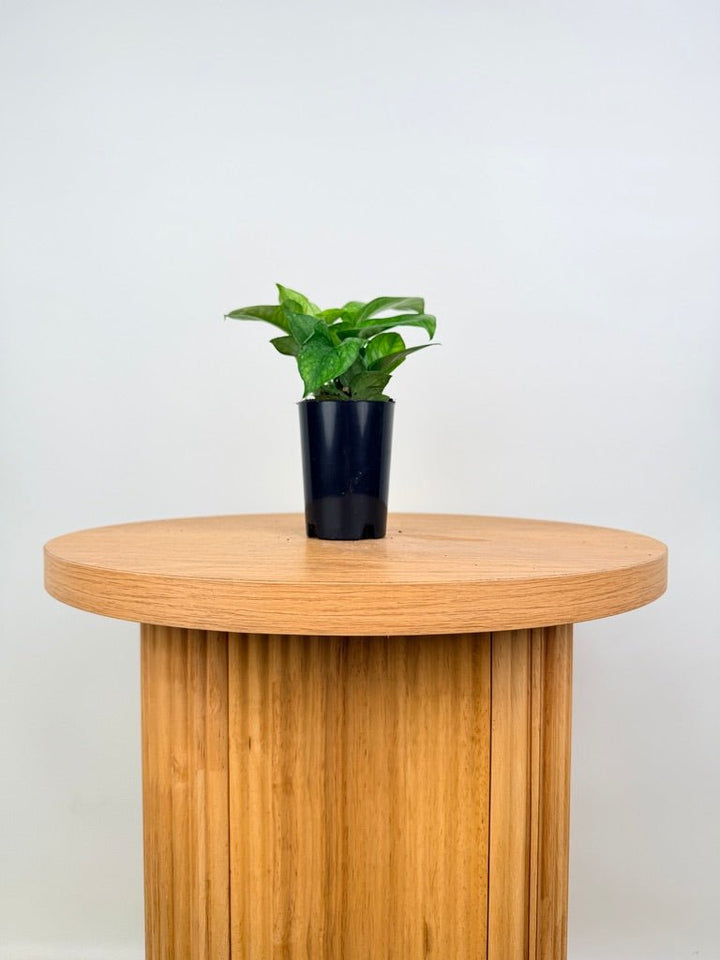 Epipremnum Aureum - Pearls & Jade - Green Sport | Uprooted