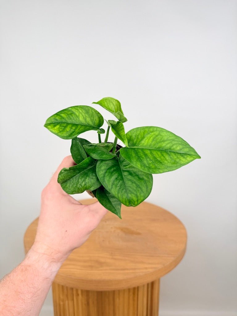 Epipremnum Aureum - Pearls & Jade - Green Sport | Uprooted