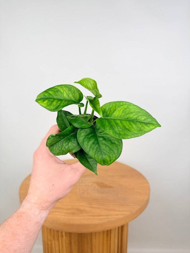 Epipremnum Aureum - Pearls & Jade - Green Sport | Uprooted