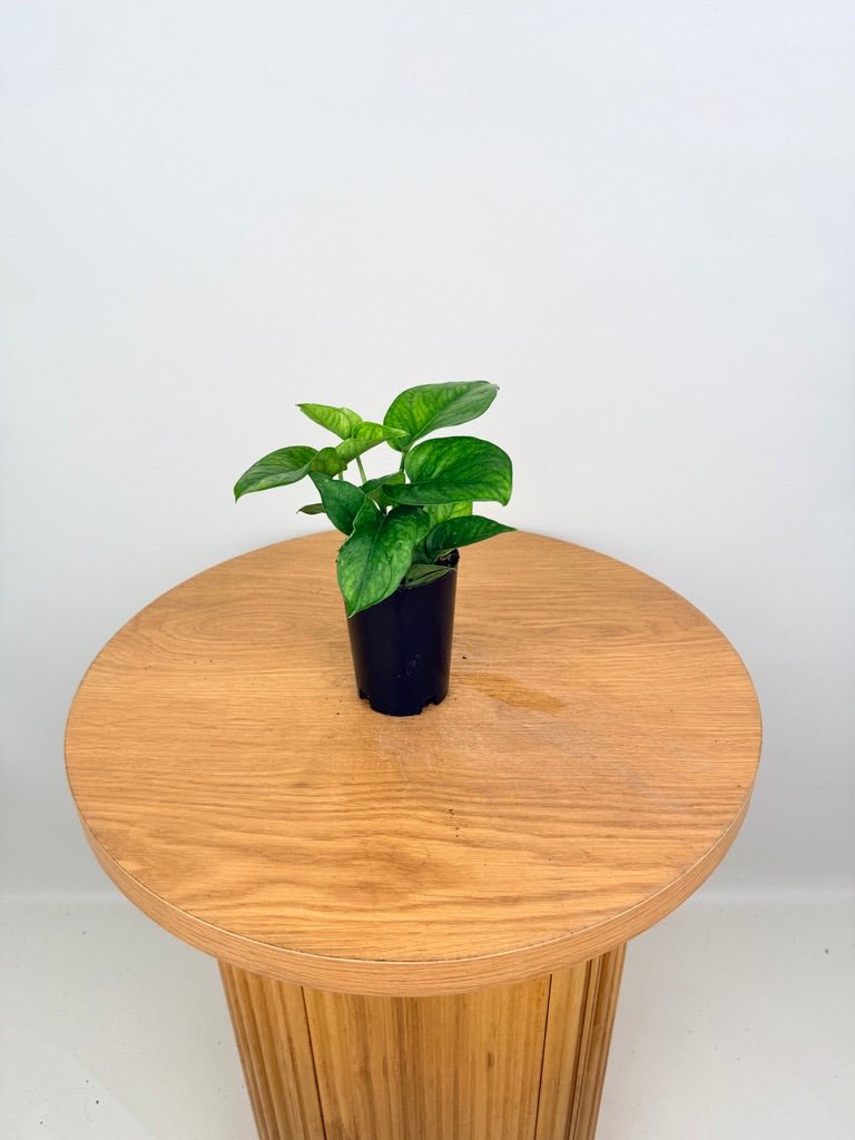 Epipremnum Aureum - Pearls & Jade - Green Sport | Uprooted