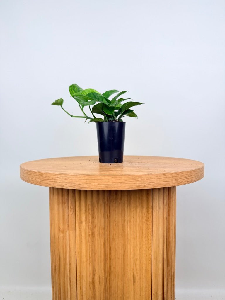 Epipremnum Aureum - Pearls & Jade - Green Sport | Uprooted