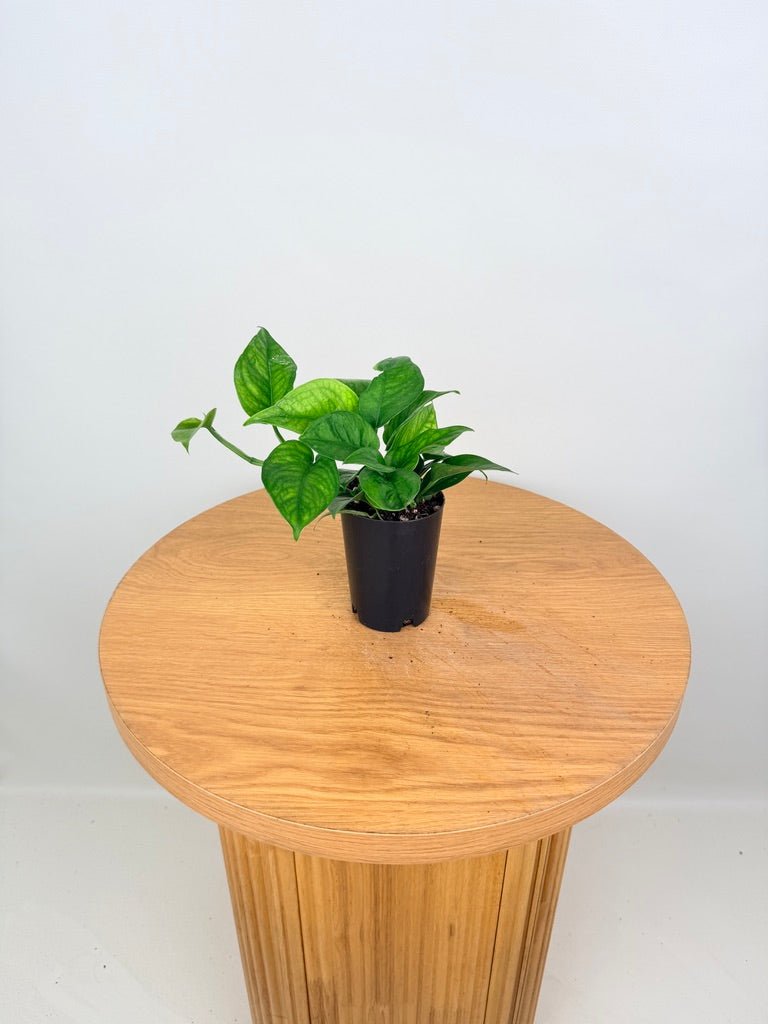 Epipremnum Aureum - Pearls & Jade - Green Sport | Uprooted