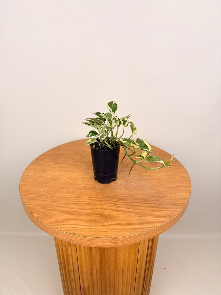Epipremnum Aureum - Pearls & Jade | Uprooted