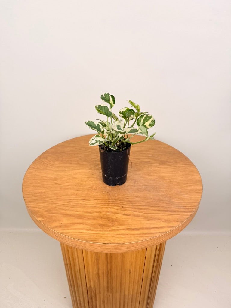 Epipremnum Aureum - Pearls & Jade | Uprooted