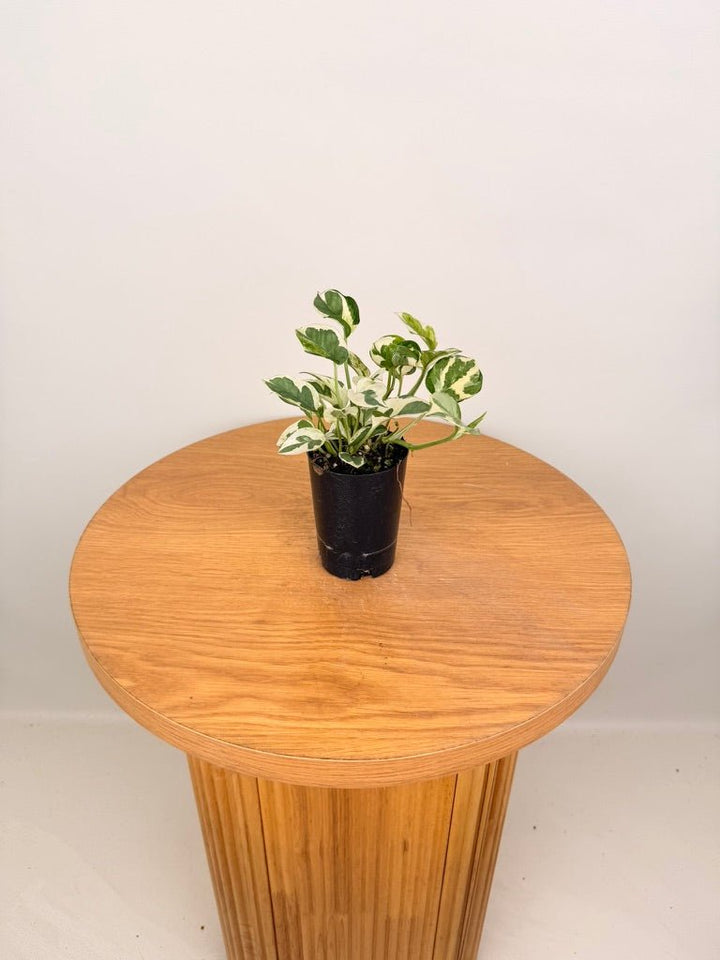 Epipremnum Aureum - Pearls & Jade | Uprooted