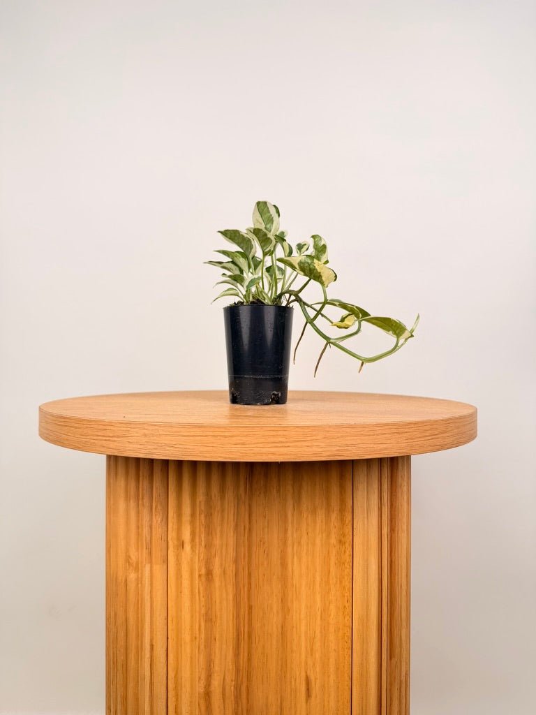 Epipremnum Aureum - Pearls & Jade | Uprooted
