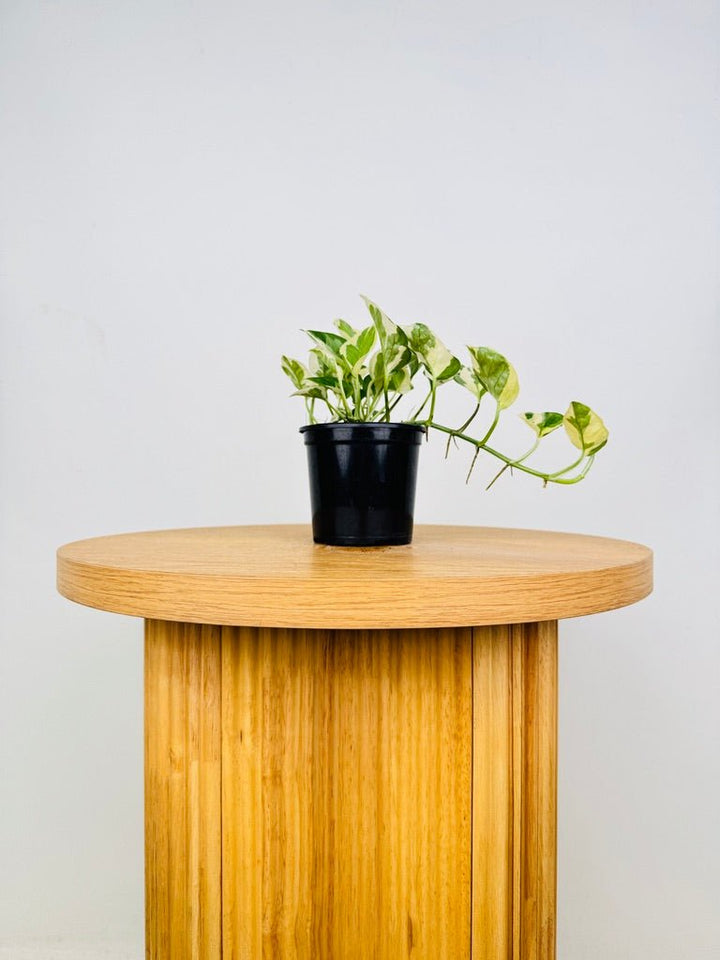 Epipremnum Aureum - Pearls & Jade | Uprooted