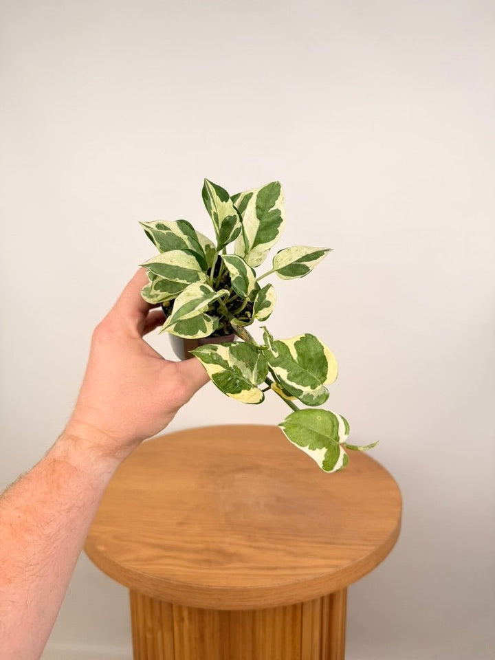 Epipremnum Aureum - Pearls & Jade | Uprooted