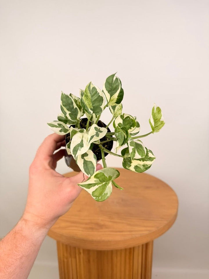Epipremnum Aureum - Pearls & Jade | Uprooted