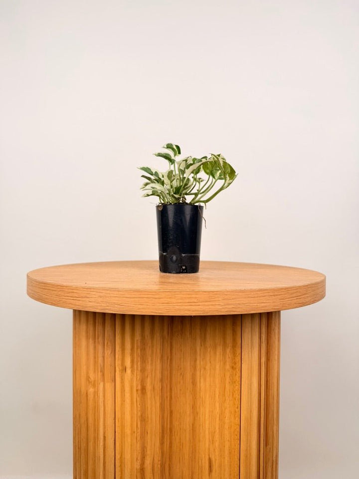 Epipremnum Aureum - Pearls & Jade | Uprooted