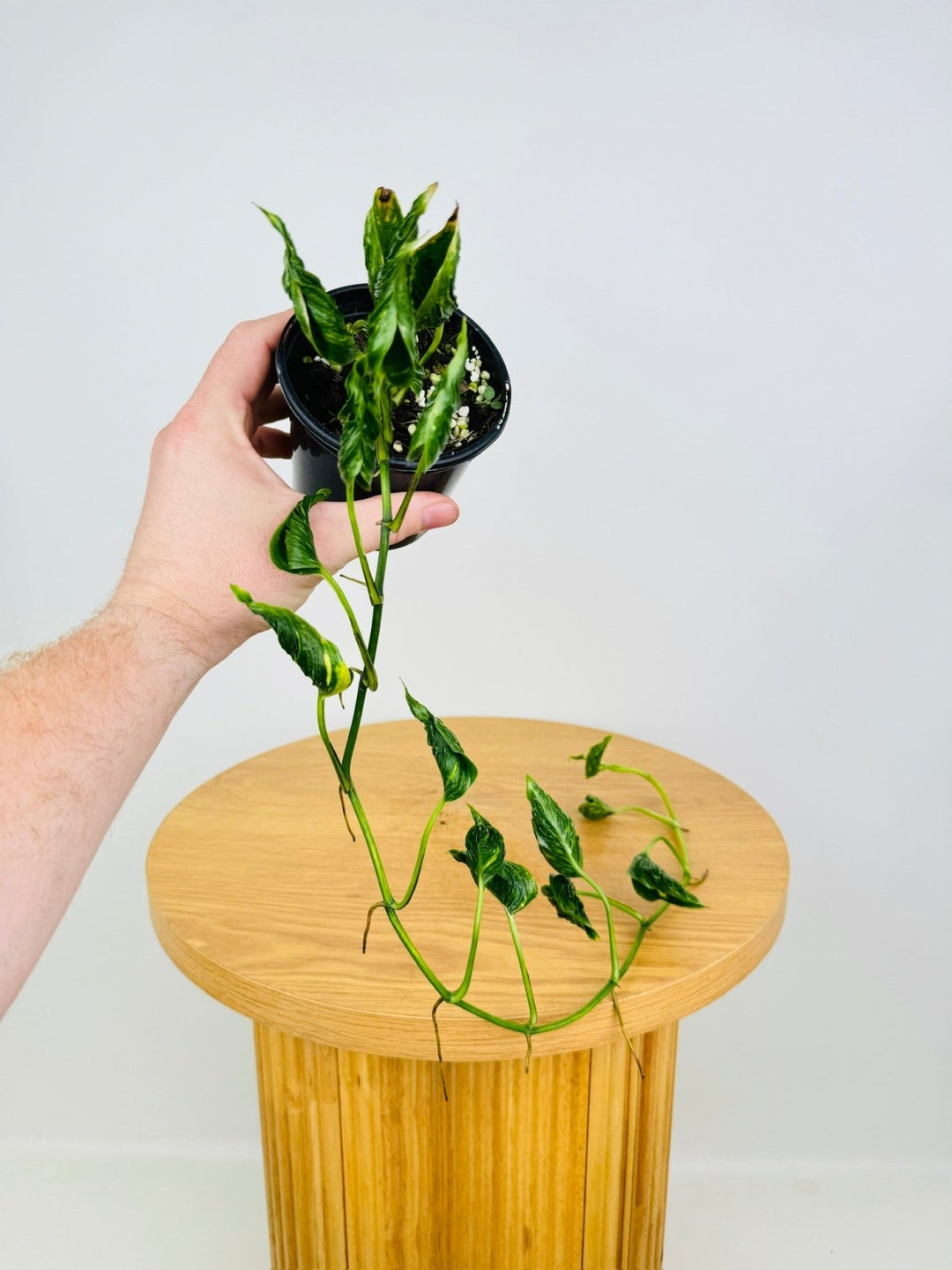 variegated shangri la pothos Epipremnum Aureum - Shangri La Variegated | Uprooted