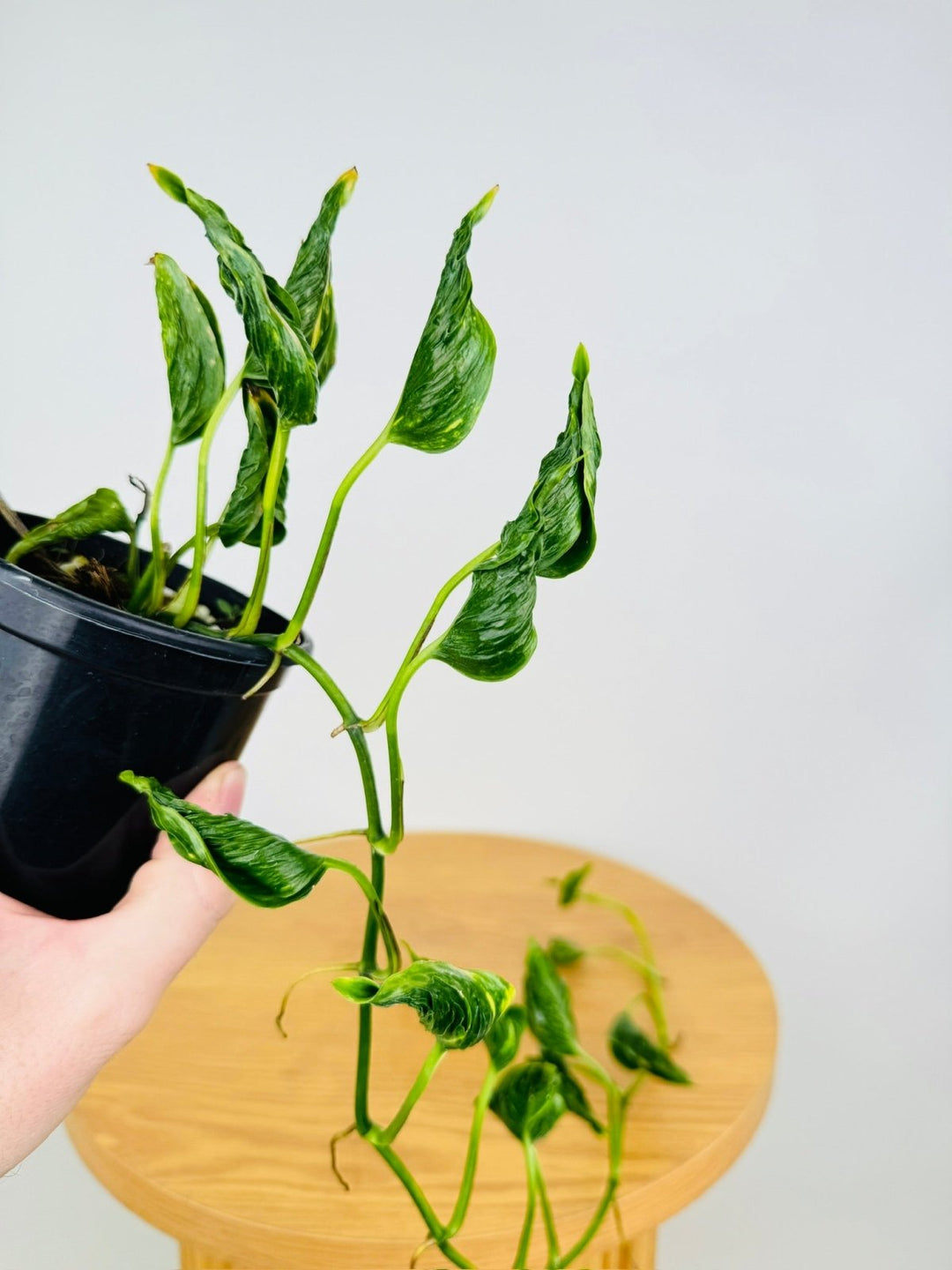 shangri la pothos variegated Epipremnum Aureum - Shangri La Variegated | Uprooted