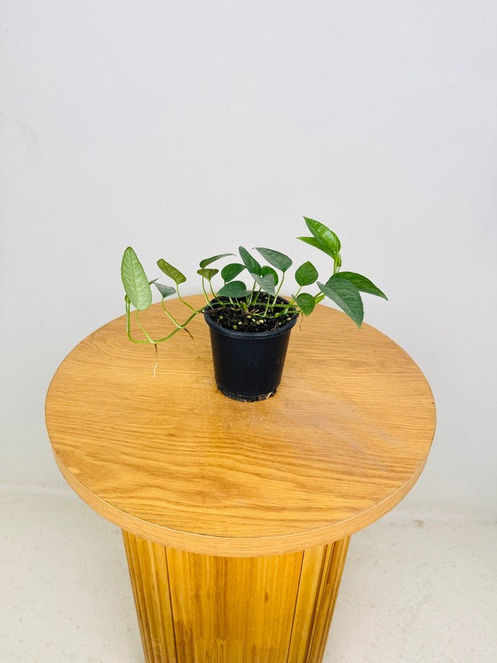 Epipremnum Pinnatum - Cebu Blue | Uprooted
