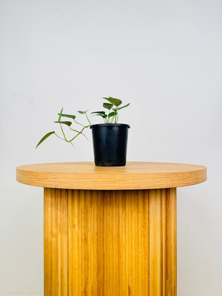 Epipremnum Pinnatum - Cebu Blue | Uprooted