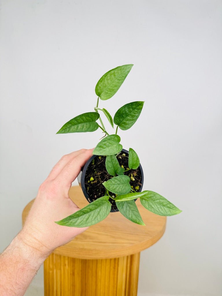 cebu blue pothos soil Epipremnum Pinnatum Cebu Blue | Uprooted
