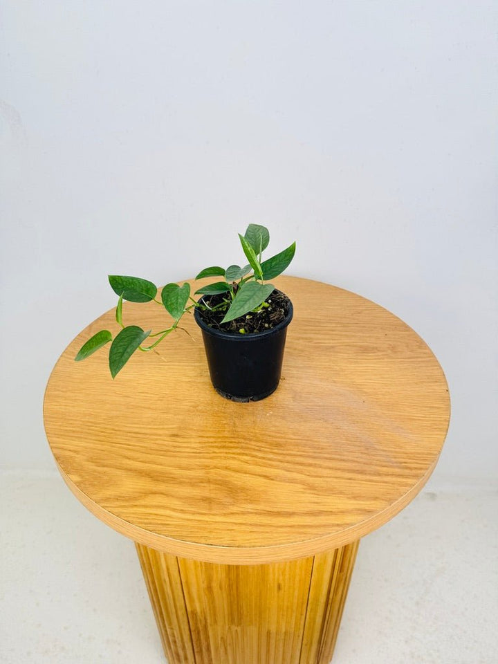 Epipremnum Pinnatum - Cebu Blue | Uprooted