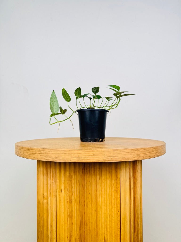 Epipremnum Pinnatum - Cebu Blue | Uprooted