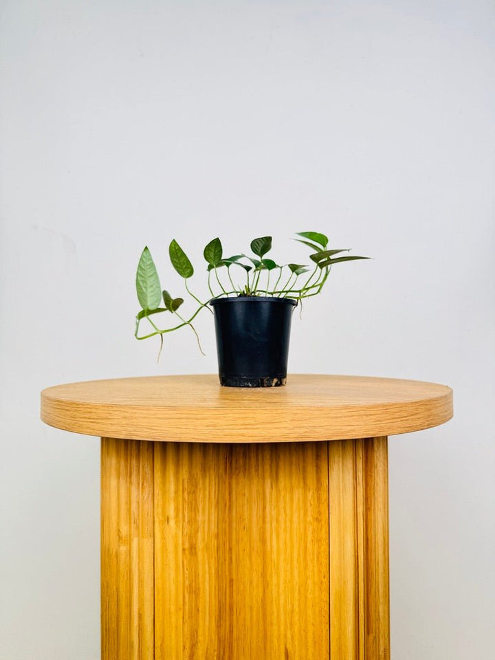 Epipremnum Pinnatum - Cebu Blue | Uprooted