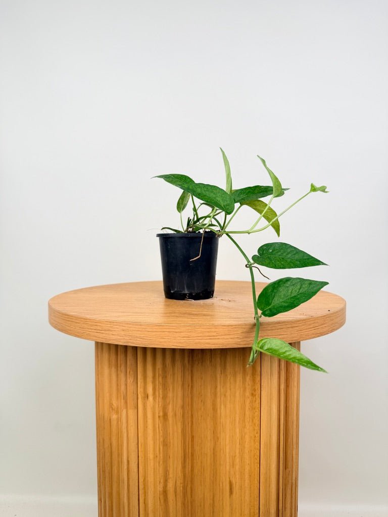 Epipremnum Pinnatum - Mint | Uprooted