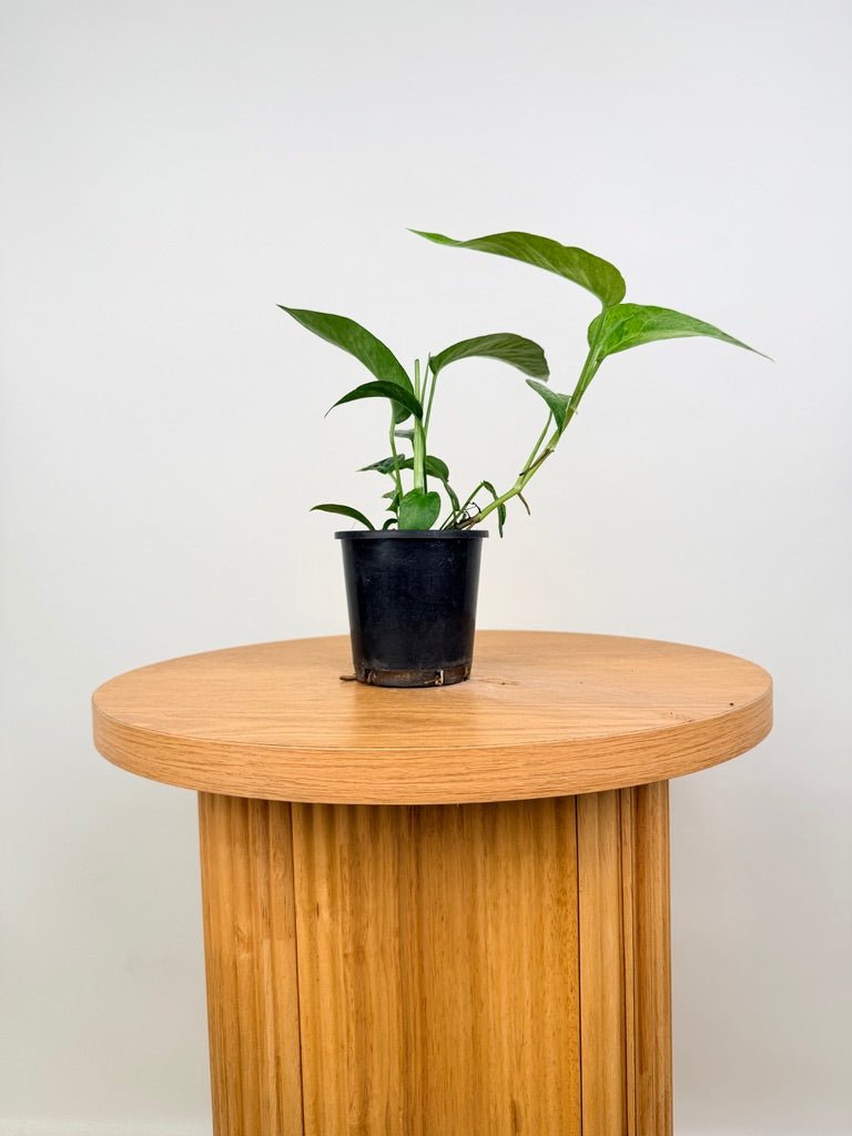 Epipremnum Pinnatum - Mint | Uprooted