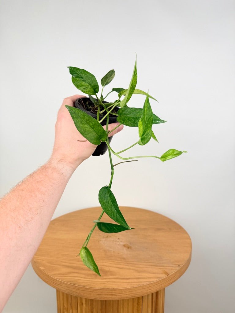 Epipremnum Pinnatum - Mint | Uprooted