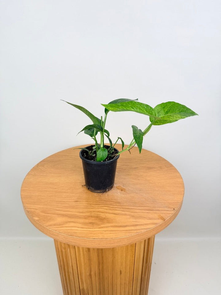 Epipremnum Pinnatum - Mint | Uprooted