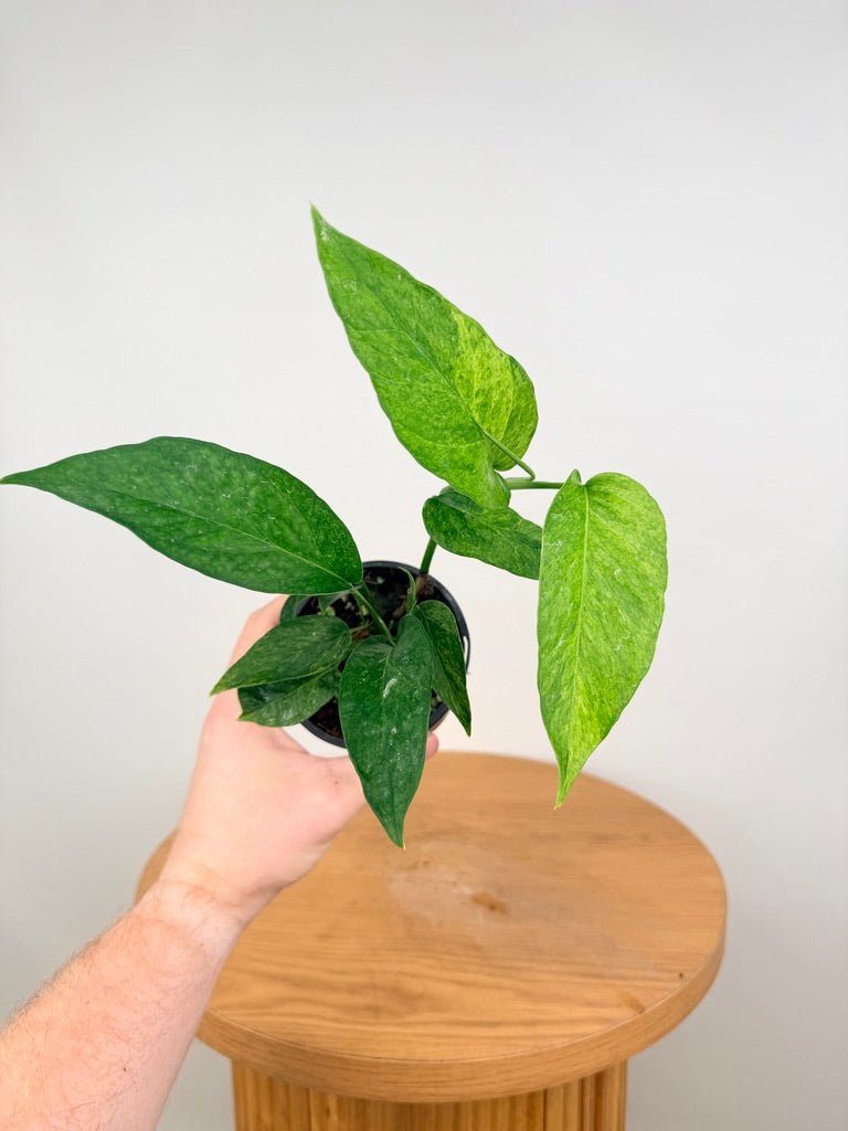 Epipremnum Pinnatum - Mint | Uprooted
