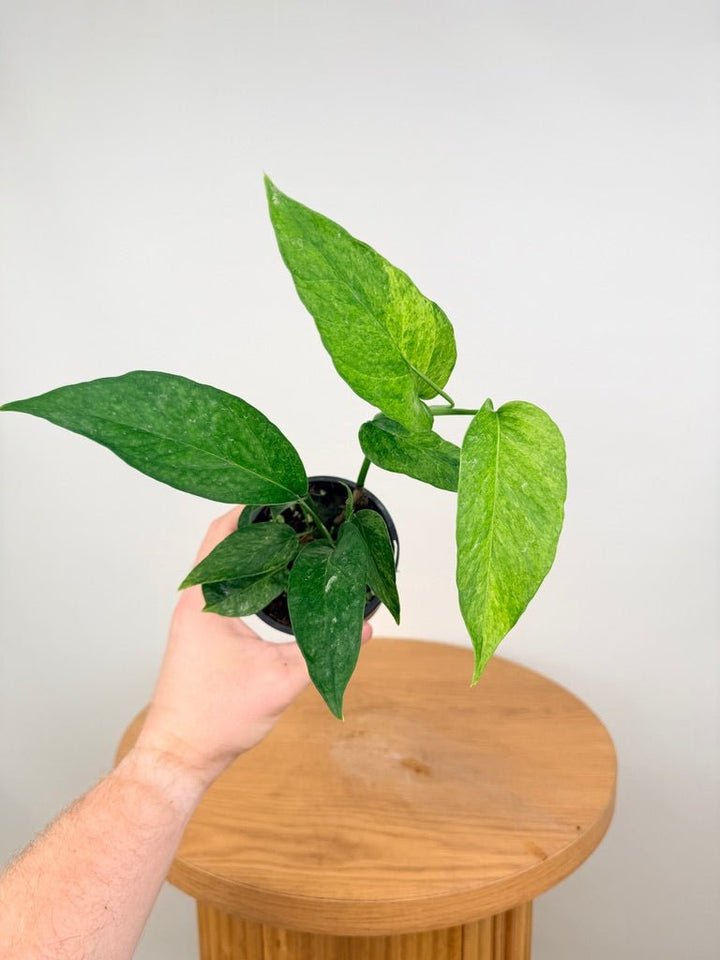 Epipremnum Pinnatum - Mint | Uprooted