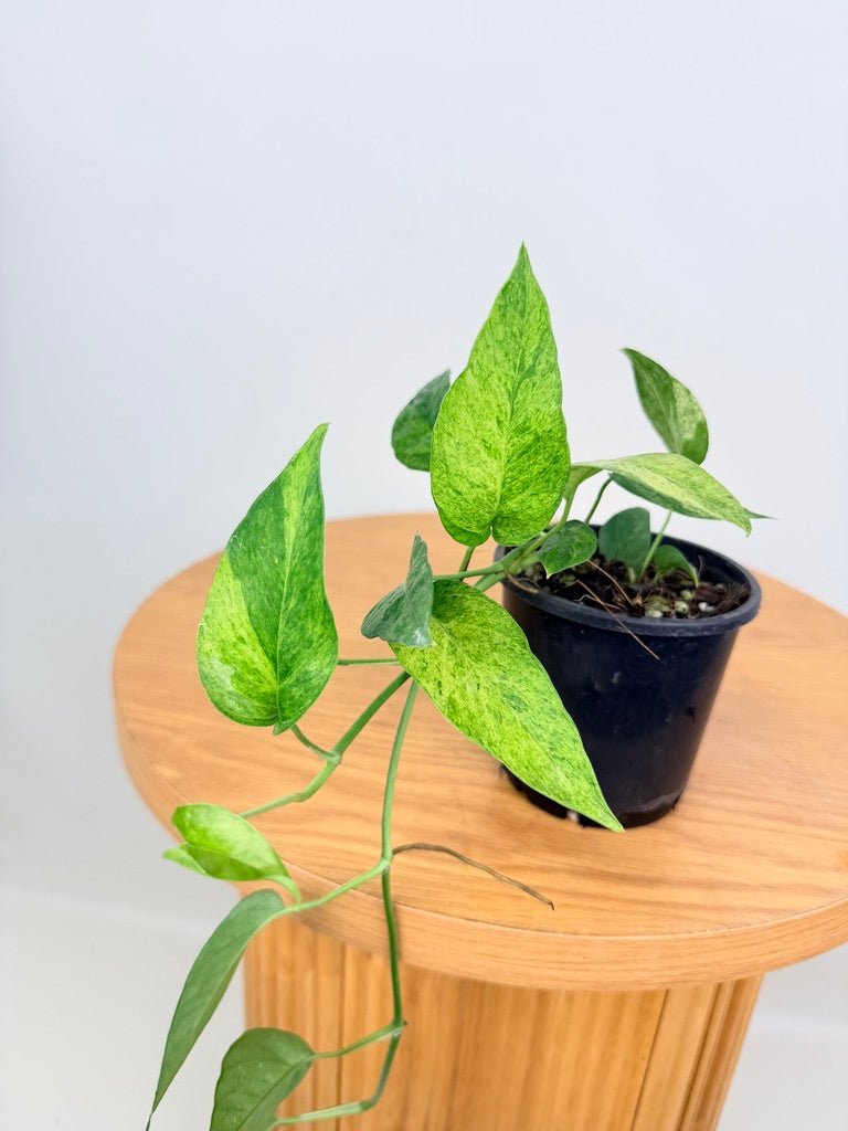 Epipremnum Pinnatum - Mint | Uprooted
