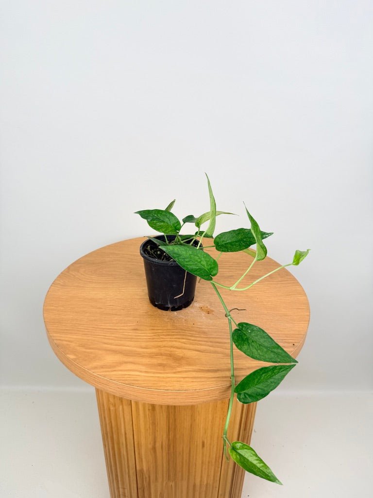Epipremnum Pinnatum - Mint | Uprooted