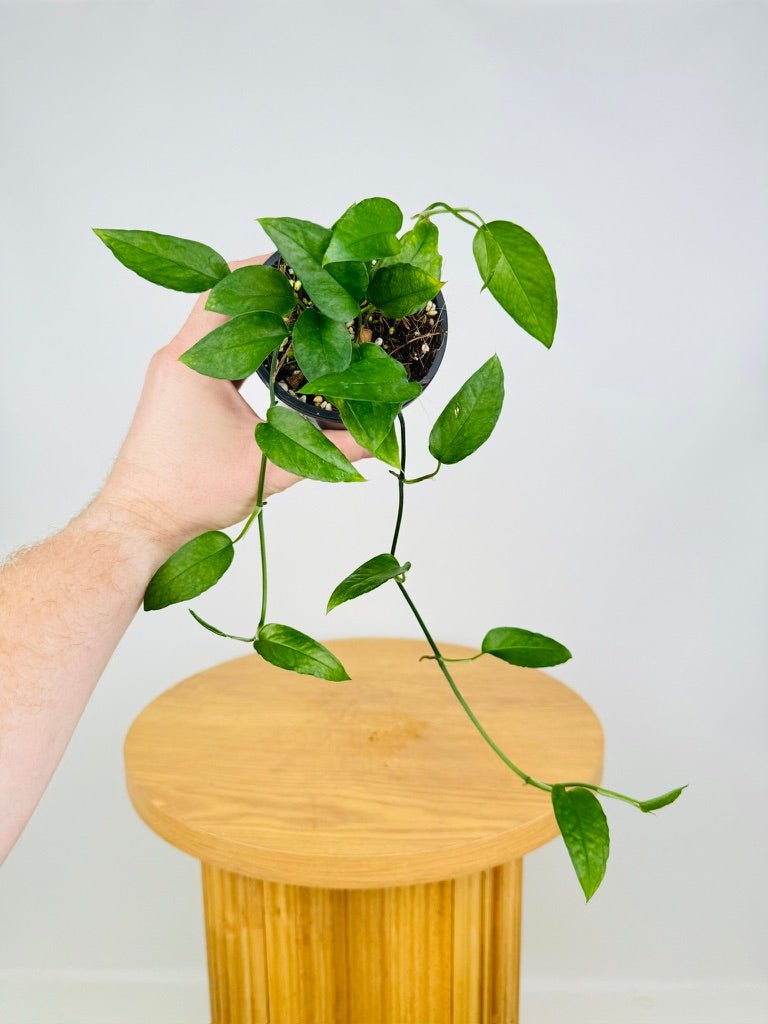 skeleton key pothos for sale Epipremnum Pinnatum Skeleton Key | Uprooted
